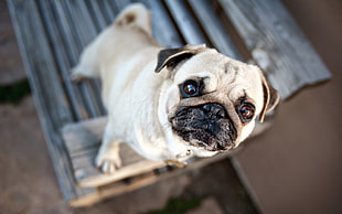 close shot of brown pug